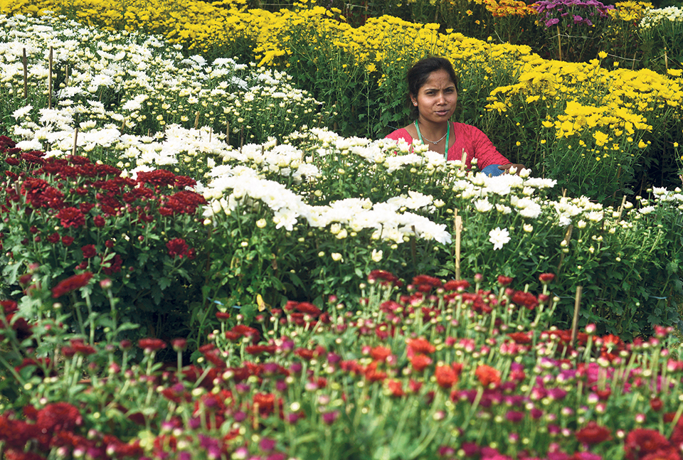 13th Godavari Flower Expo kicks off