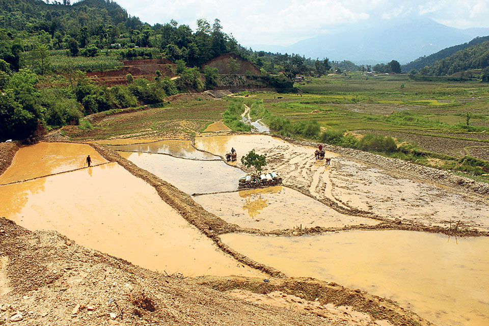 Gorkha farmers relieved as irrigation canals start flowing again