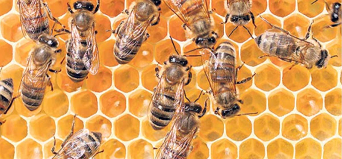 Nepali honey displaced as import from India sees a sharp increase