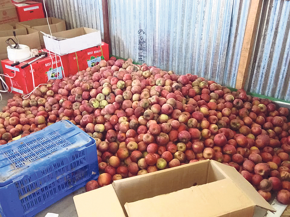 Italian apple gives new hope for Jumla farmers