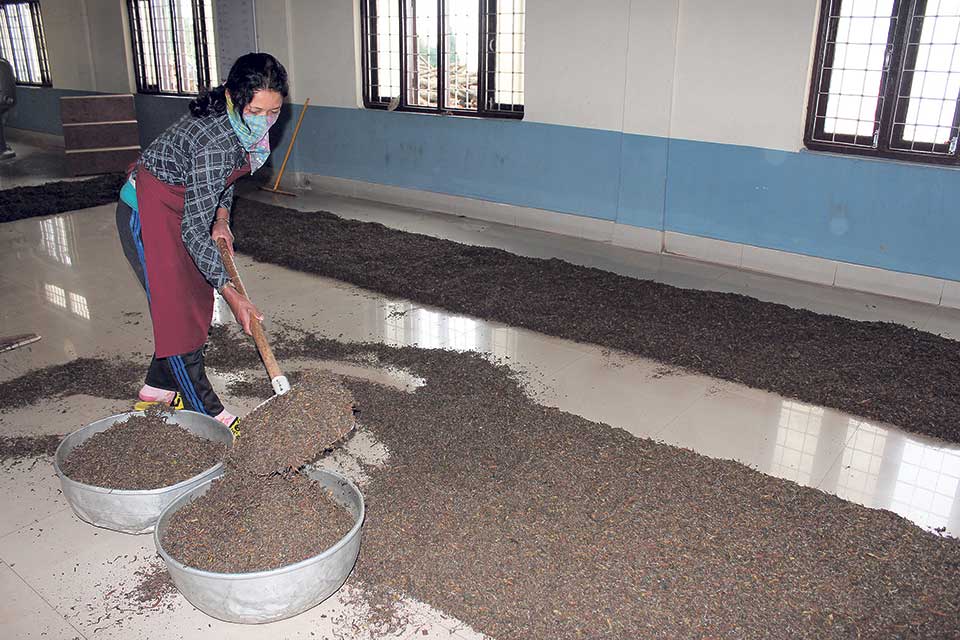 Indian customs officials obstruct export of Nepali organic tea