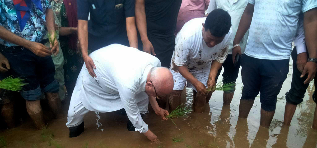 In pictures: UML Chairman Oli plants paddy saplings