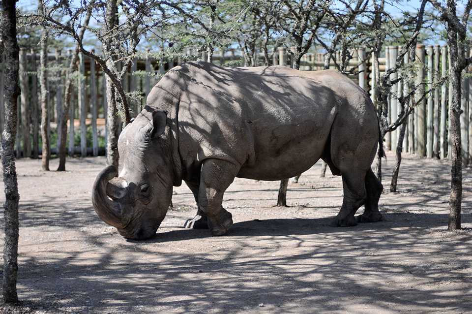 World's last male rhino getting help from Tinder dating app