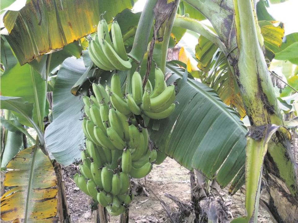 Commercial banana farming more profitable than vegetables