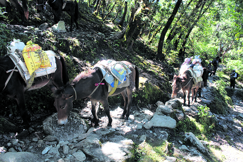 Mules still only means of transportation in rural Dhading