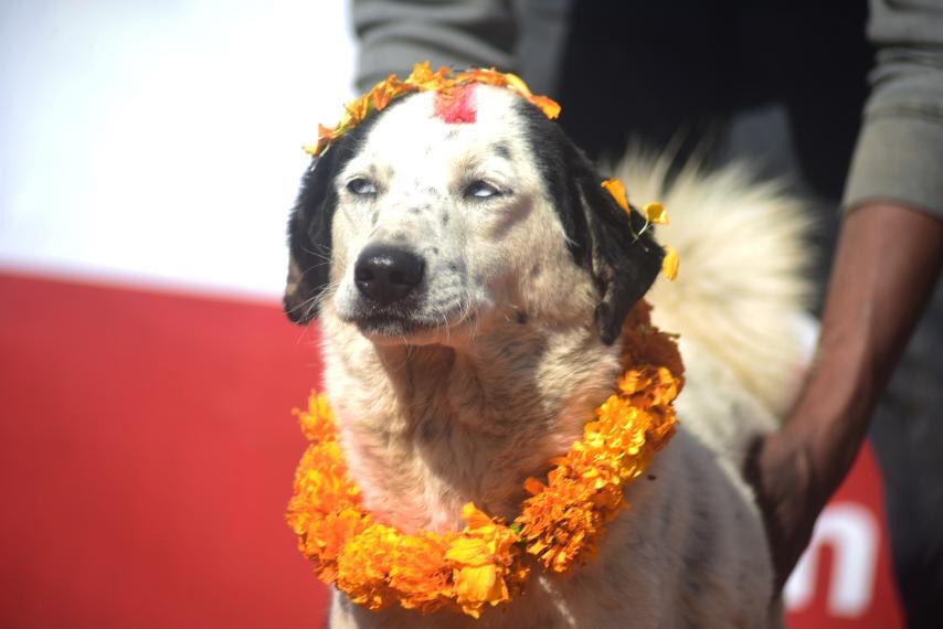 Kukur Tihar, the festival of dogs, being celebrated (with photos