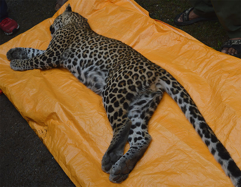 Stray leopard rescued after 3 days