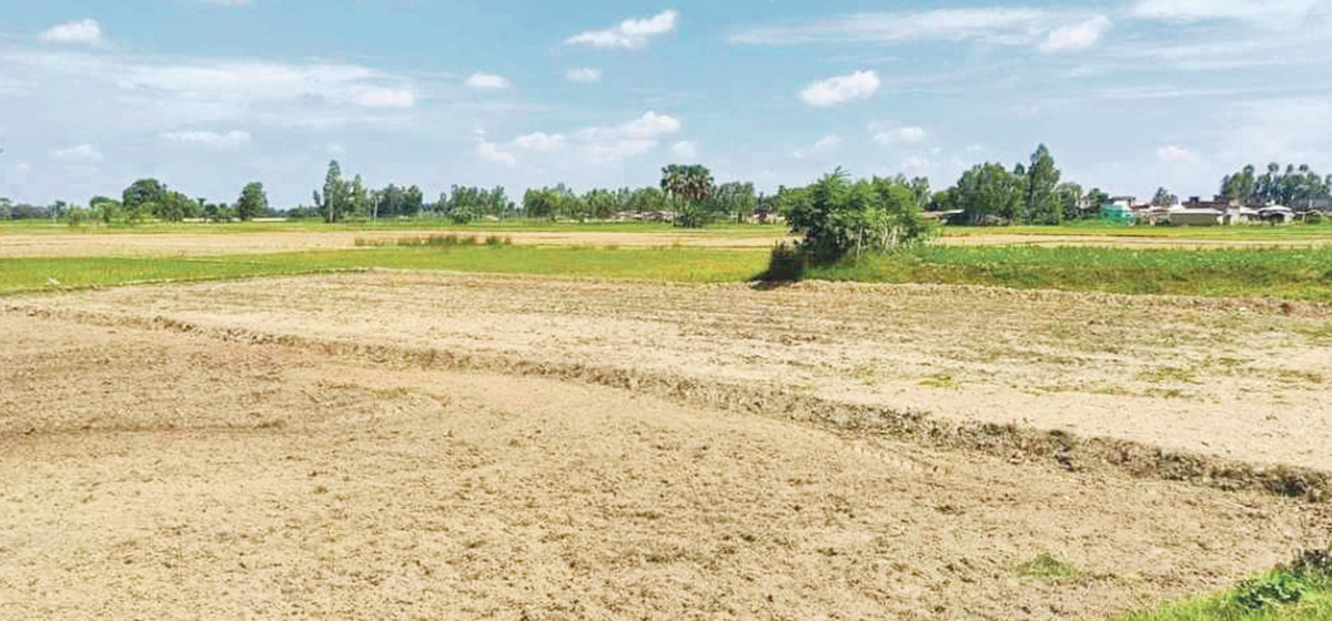 Farmers in Madhesh suffer from the lack of irrigation, fertilizers