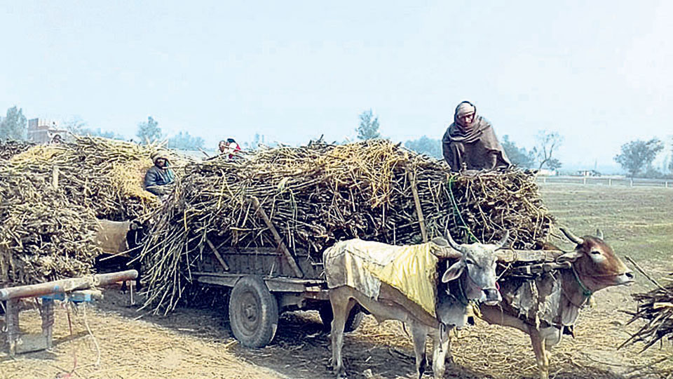 Closure of sugar mill affects Rautahat farmers