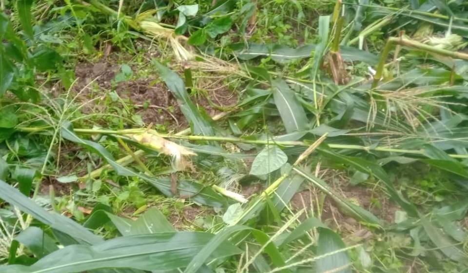 Farmers in Dailekh battle sleepless nights to protect maize crops from rampaging wild boars and monkeys