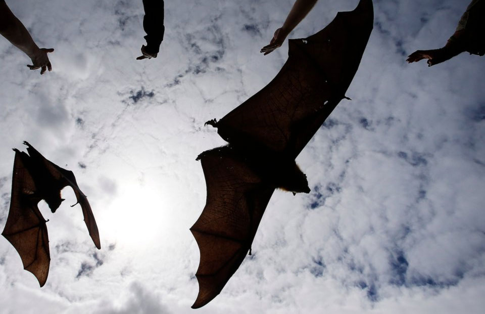 Bat-borne Nipah virus outbreak kills nine in India