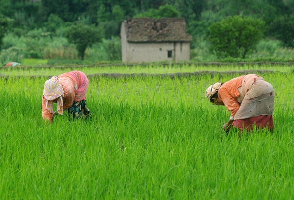 At least 15 pc of BFIs’ lending has to be in agriculture in next three years: NRB