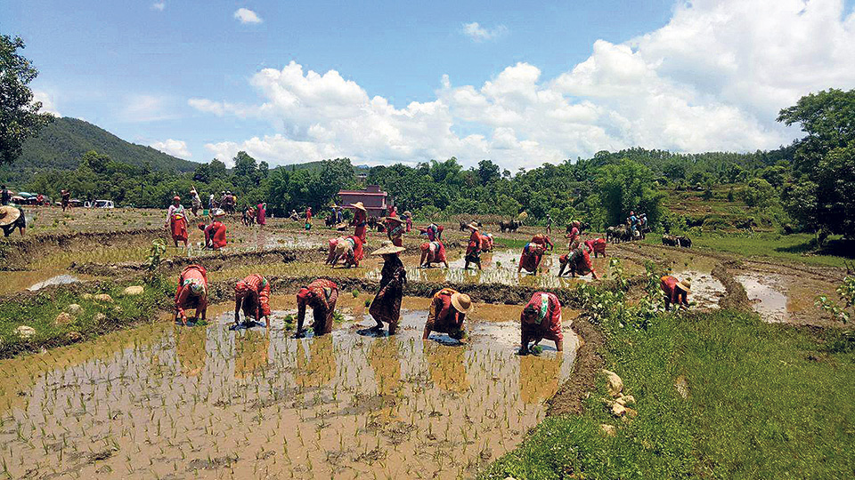 Paddy plantation down by 5 percent