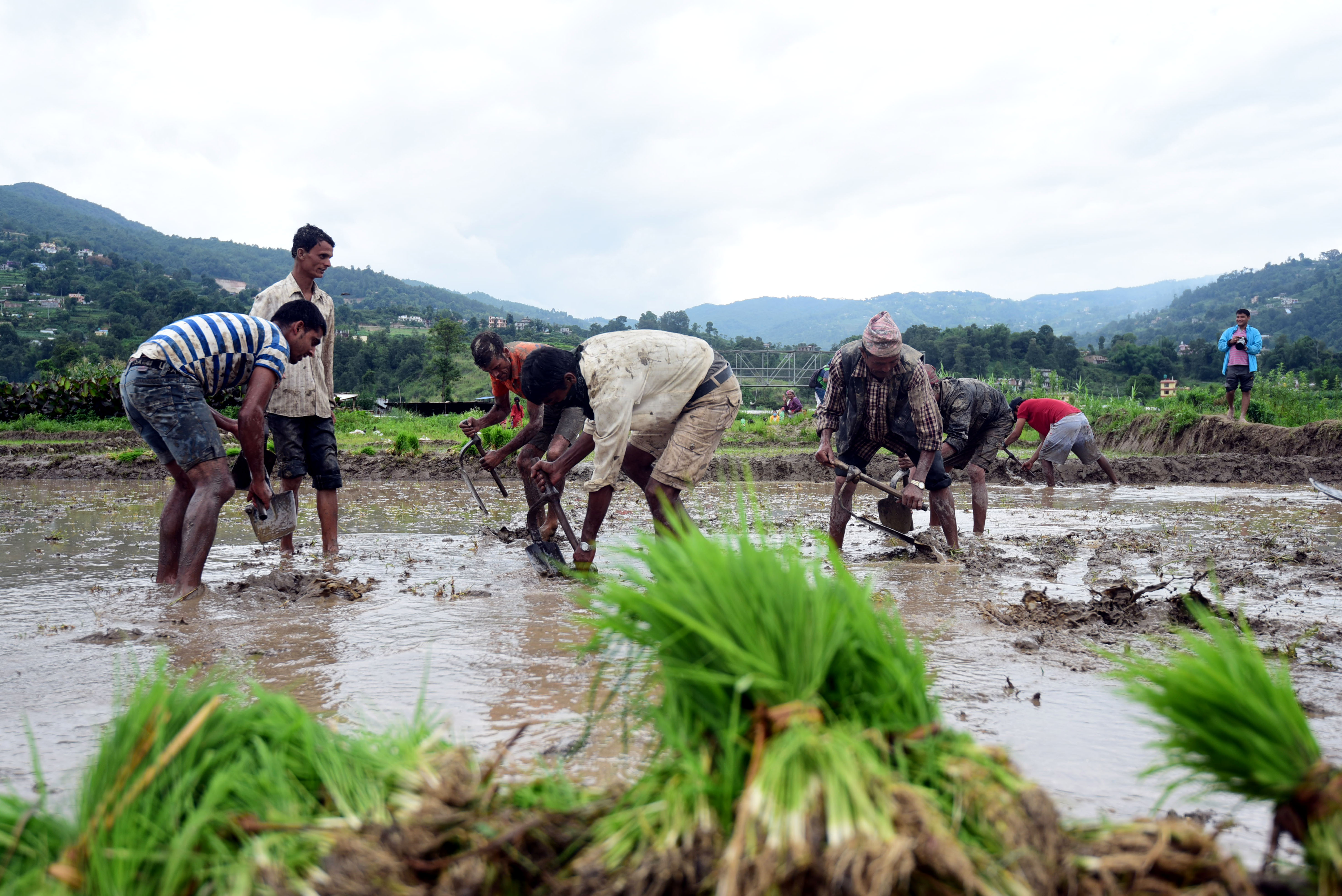 Farmers wait for chemical fertilizers weeks after rice plantation is over
