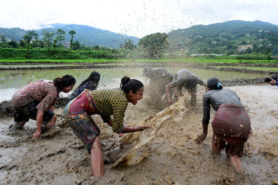 National Paddy Day being observed across Nepal