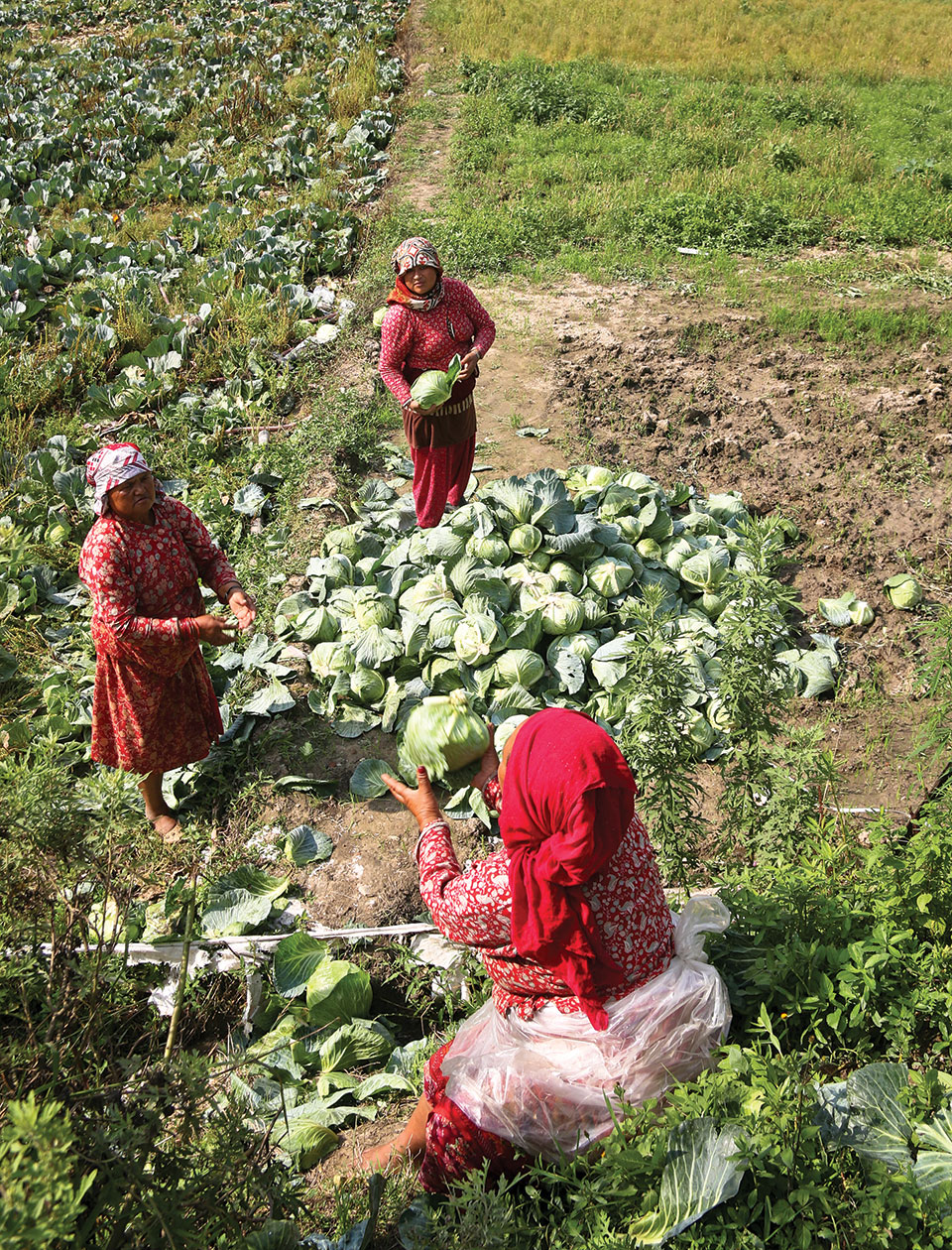 ‘Ktm Valley consumes 40% of all vegetables produced in the country’