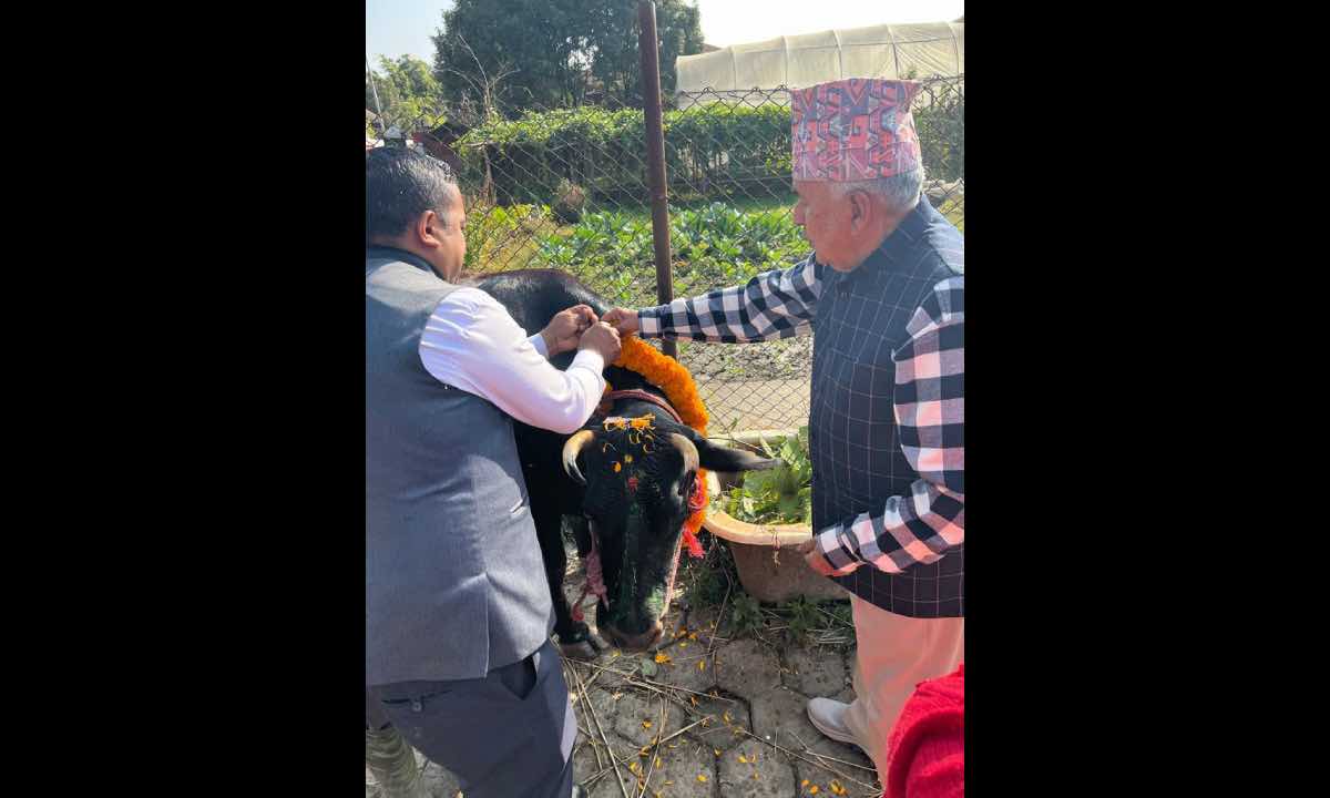 President Paudel offers worship to cow