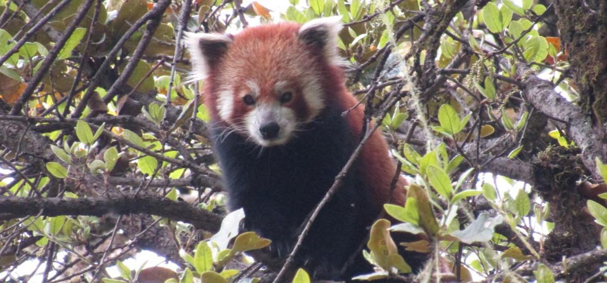 Local communities join forces to protect red pandas