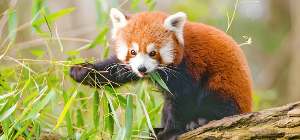 Red Panda sighting in Himalayan forests of West Myagdi sparks conservation efforts