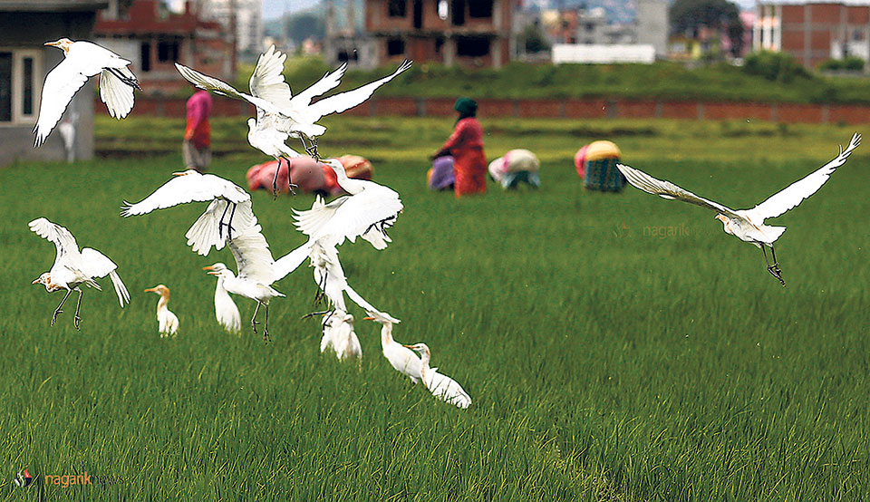 Witnessing bird migration in Nepal