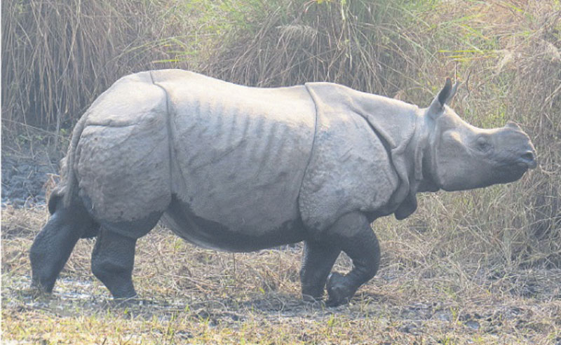 Rhino rescued from septic tank