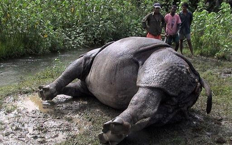 Rhinoceros found dead in CNP