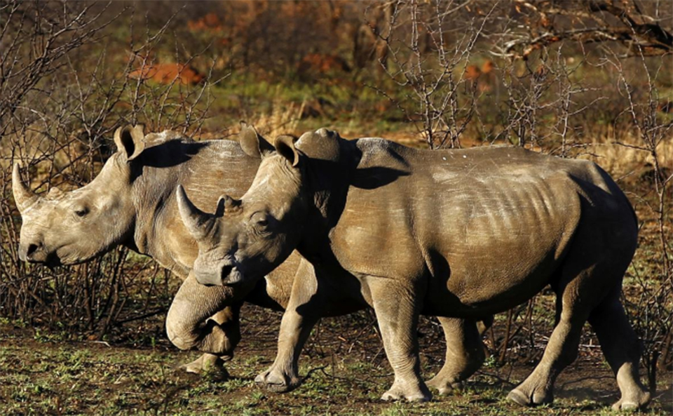 South Africa slowly turning tide against rhino poaching, says minister
