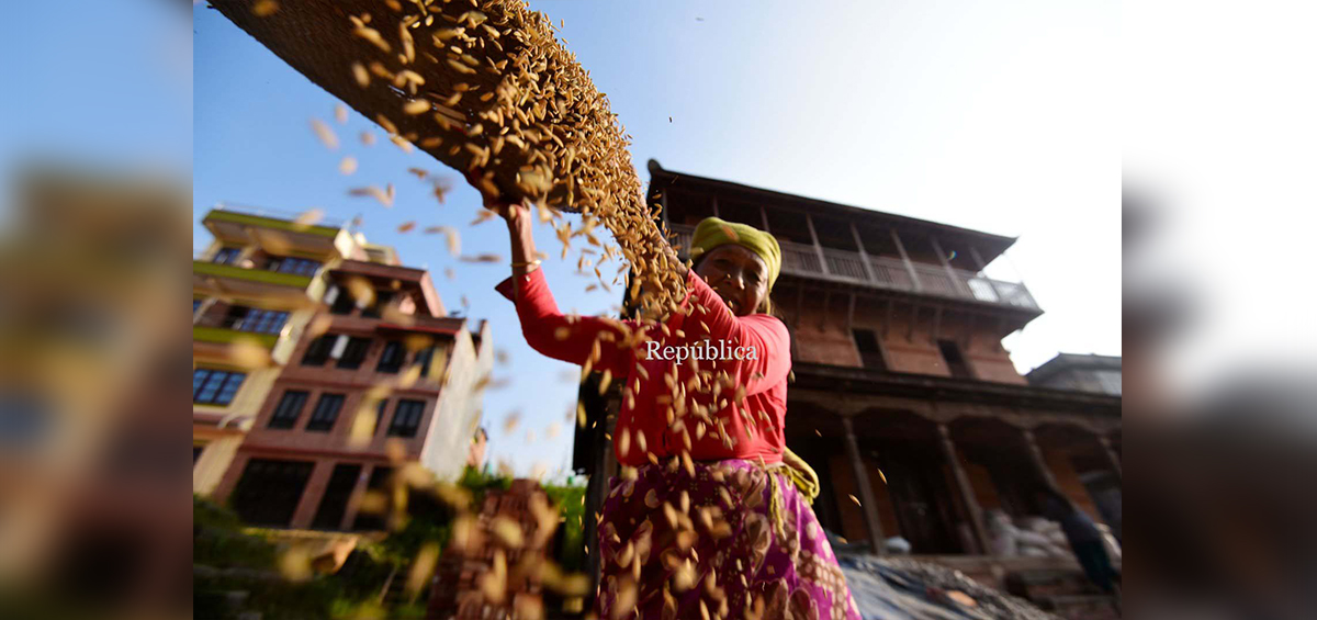 PHOTOS: Reaping rice