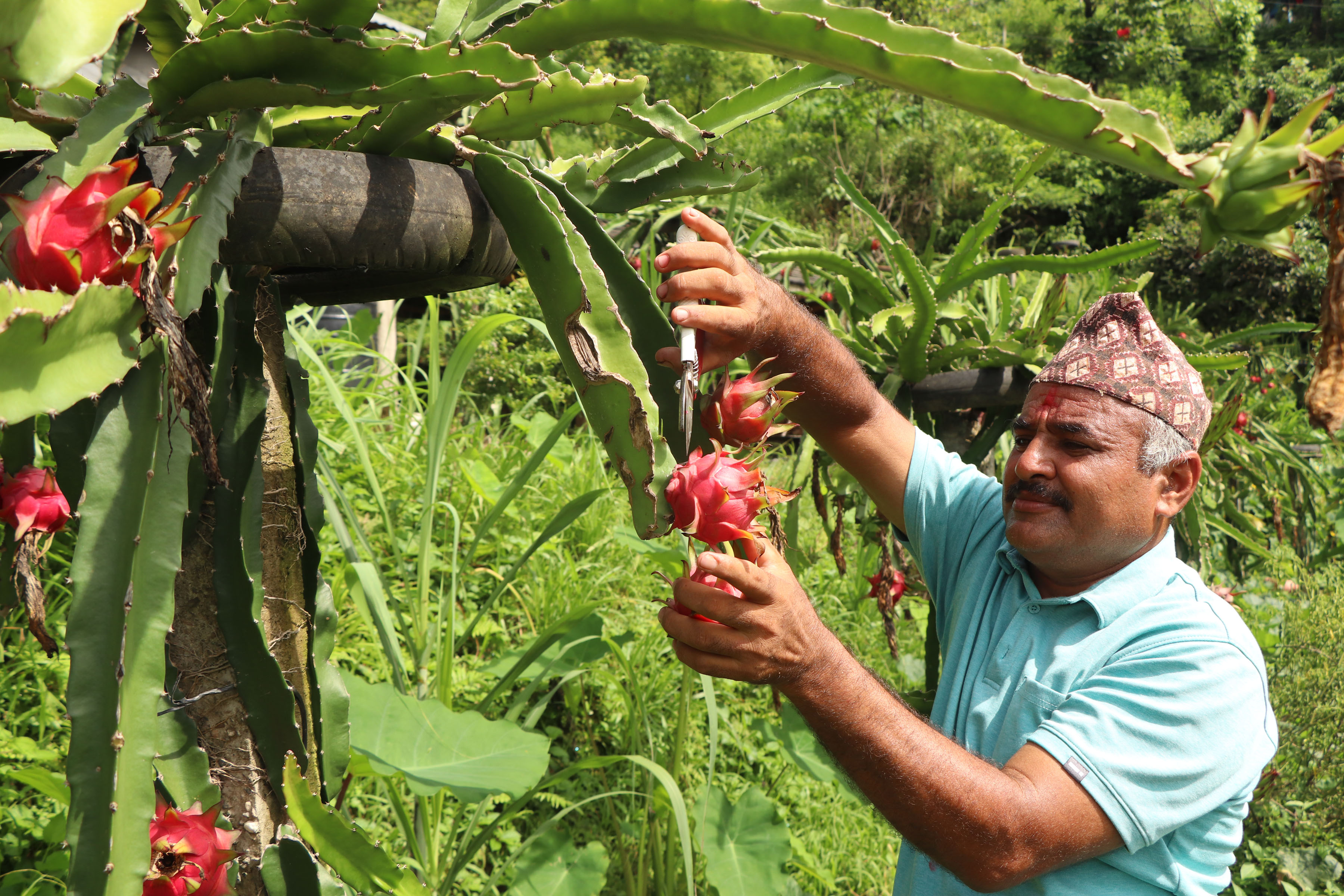 Youth of Sindhuli into commercial dragon fruit farming