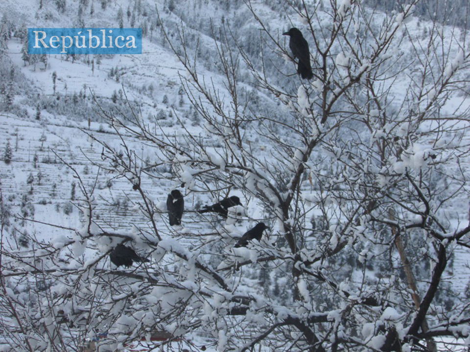 Snowfall affects normal life in Bajura, farmers happy