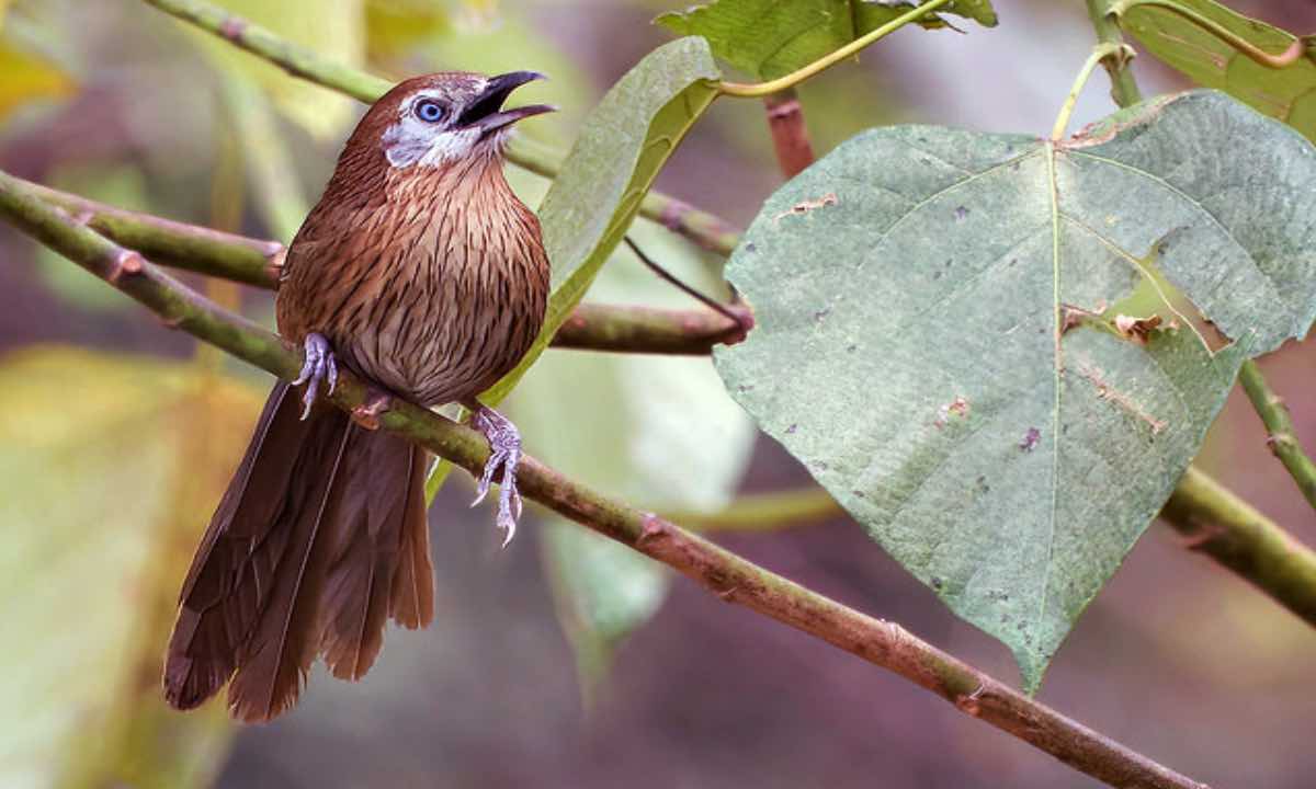 Only Endemic Bird of Nation Calls for Conservation Action