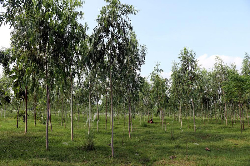 Unutilized one billion rupees stuck in Forest Development Fund