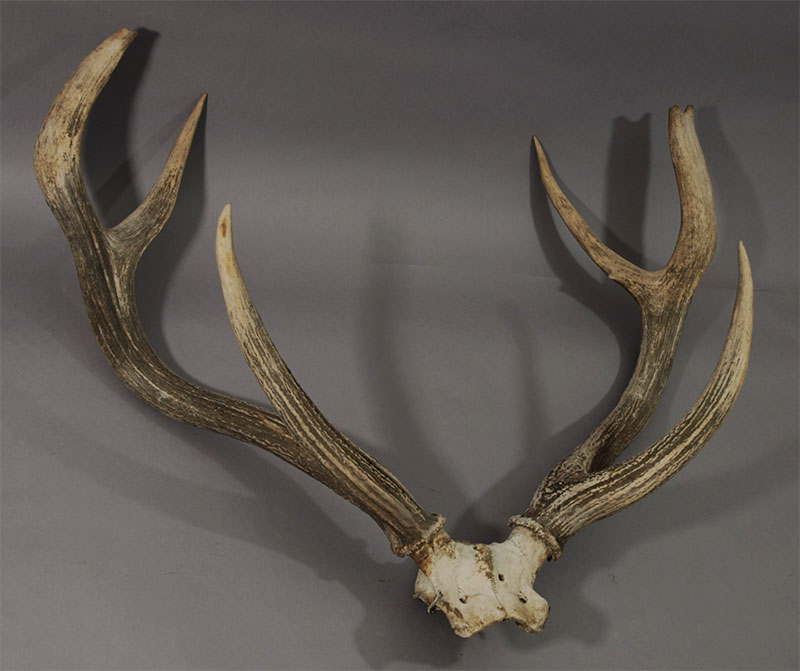 2 Turks held with stags’ horns from TIA