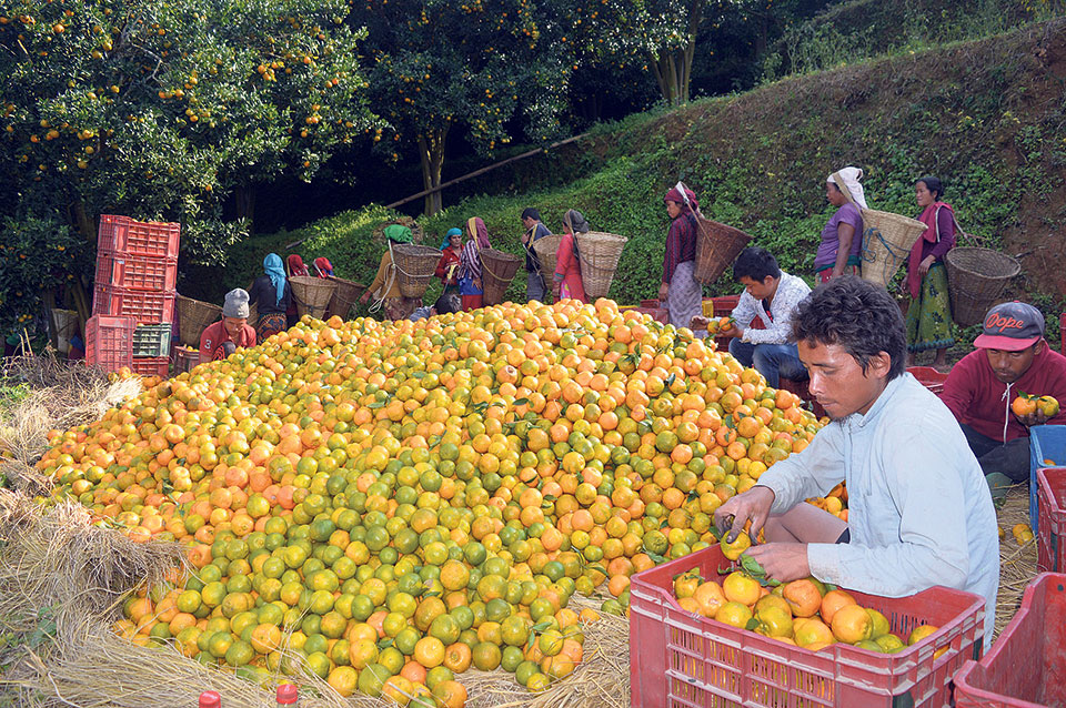 Oranges worth Rs 290 million produced in Tanahun