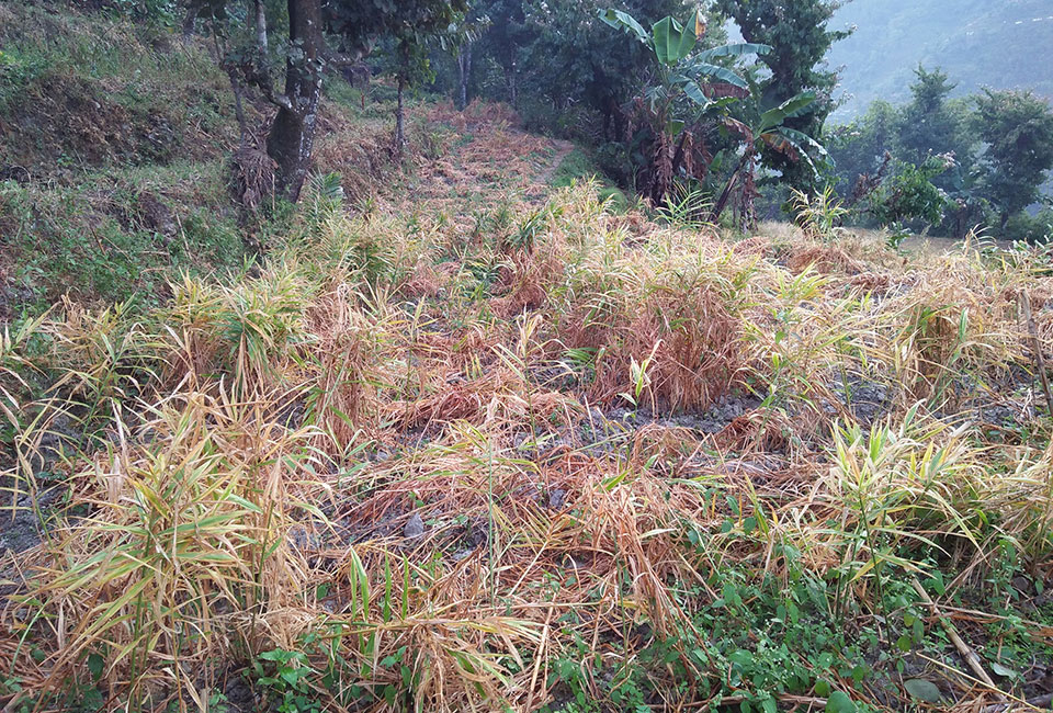 Low price worries ginger farmers in Taplejung