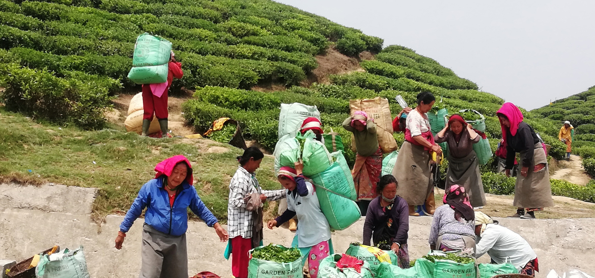 Chinese tea entrepreneurs demand over 100,000 kg of Ilam tea after monitoring visits