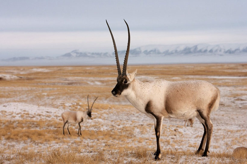 Five men get 10 years for smuggling of Tibetan Antelope