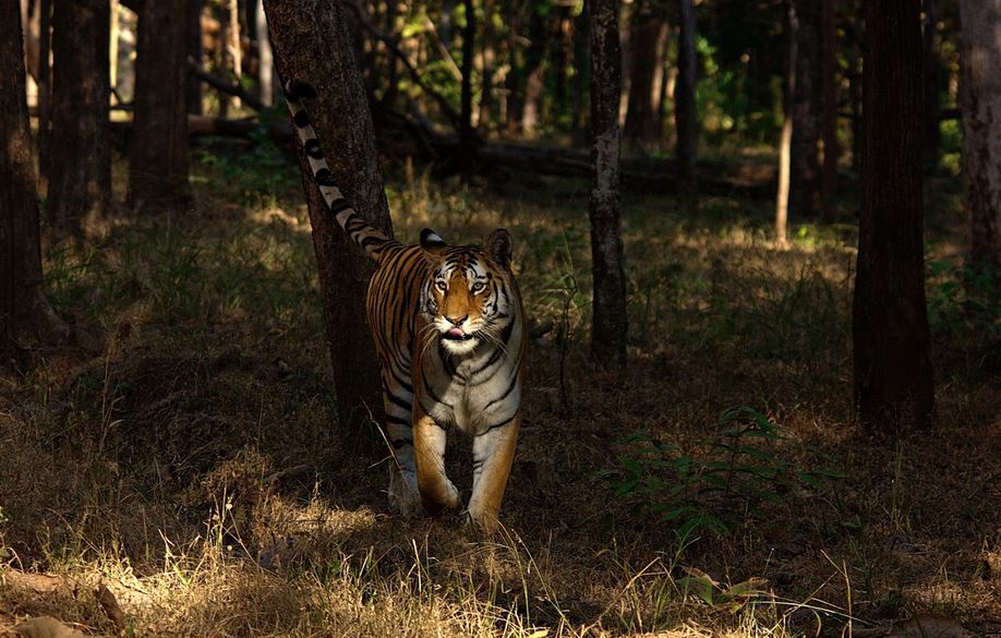 India's endangered tiger population tops 3,600