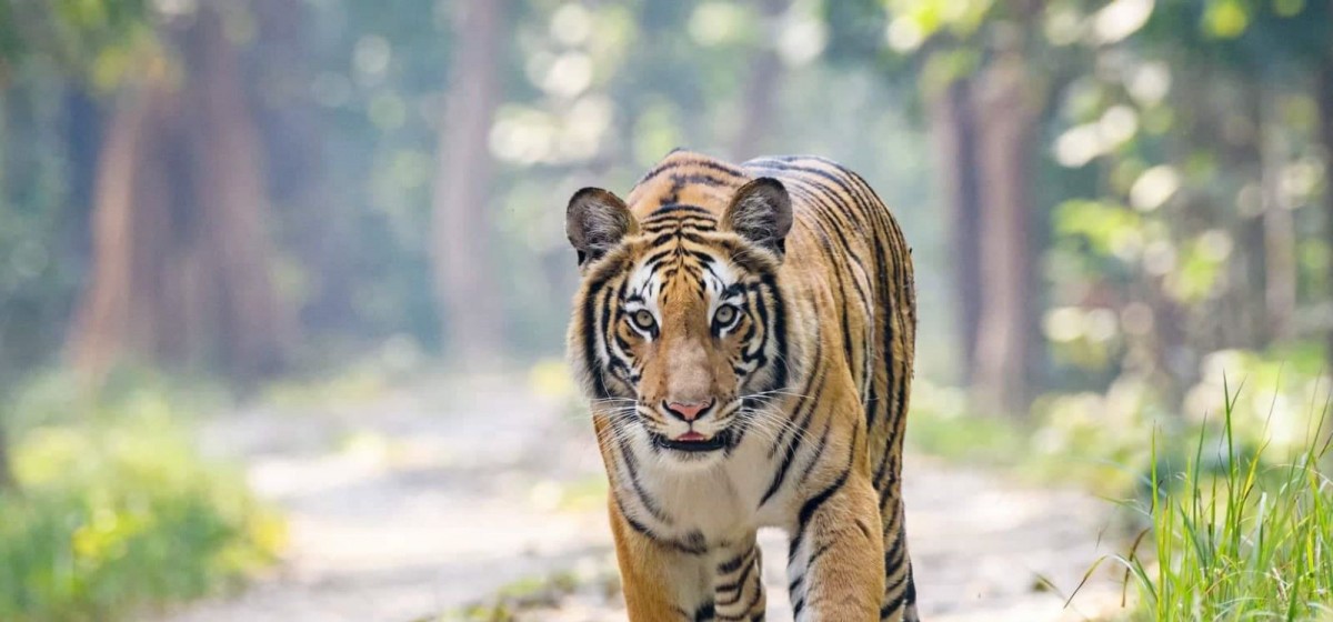 Man killed in tiger attack in Chitwan