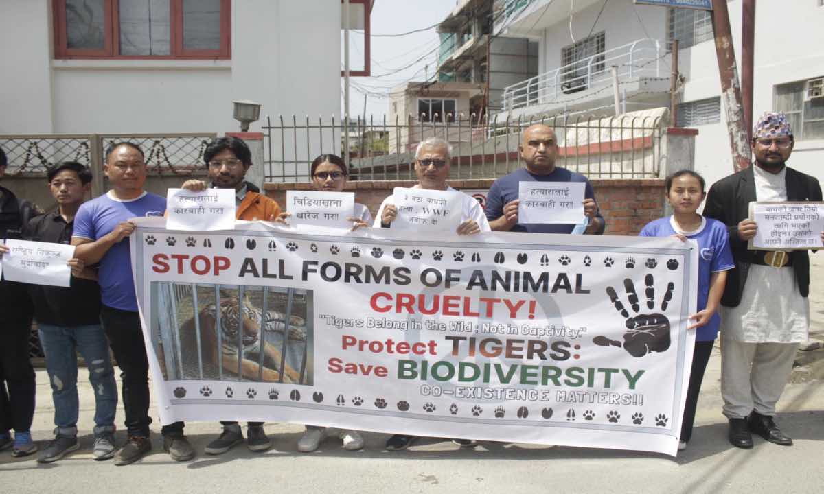 Animal lovers stage protest in front of WWF office over death of three tigers kept in a cage at PNP (In Pictures)