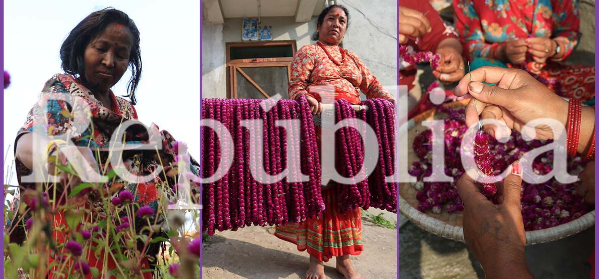 IN PICS: Farmers in Bhaktapur busy picking ‘makhamali’ flowers for Tihar