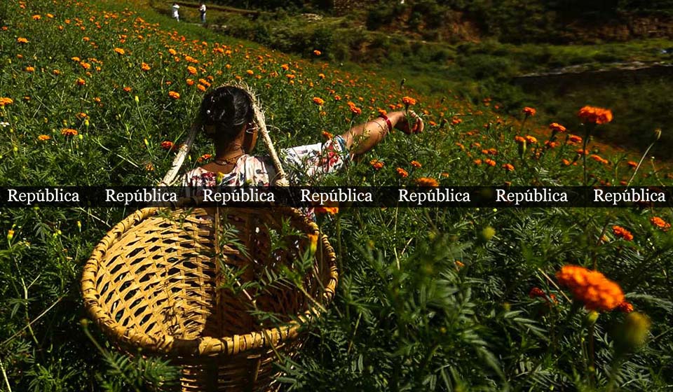 PHOTOS: Farmers picking marigold flowers for Tihar