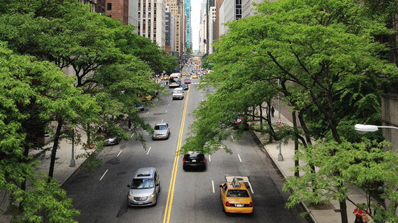 Trees make cities healthier
