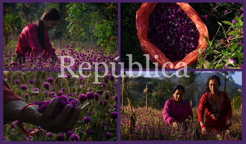 In Pictures: Farmers busy picking makhamali flowers for Tihar