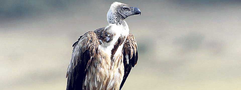 Four white-rumped vultures die of toxic intake