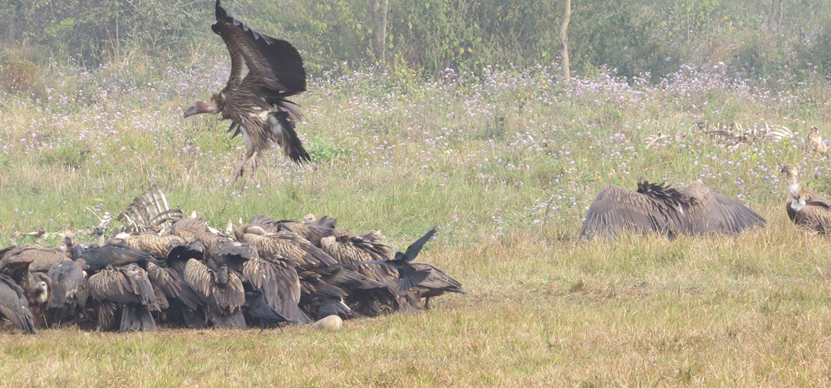 Population of vultures increases significantly in Nawalparasi