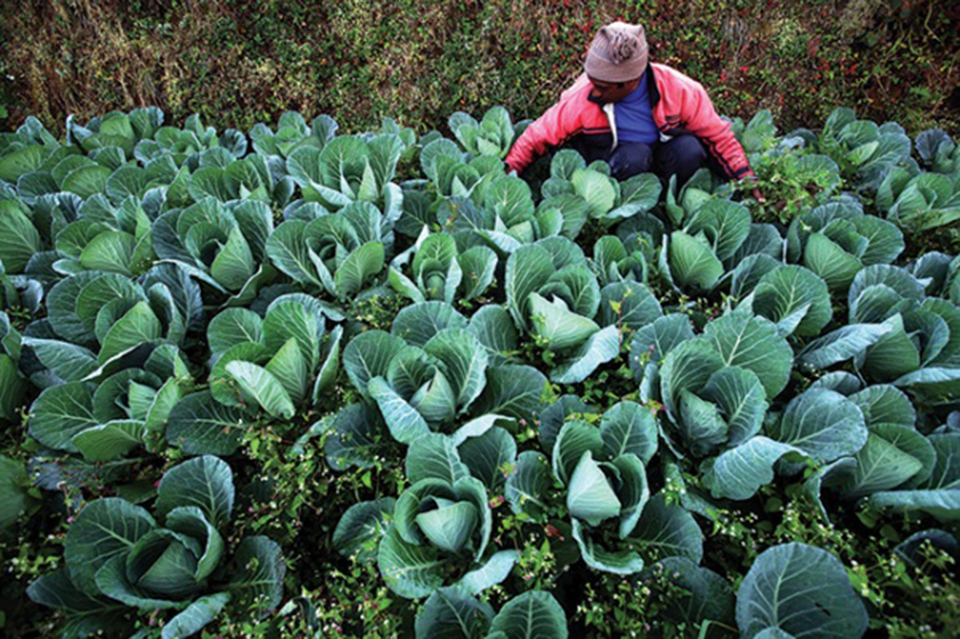 Vegetables with high pesticide residue being sold openly