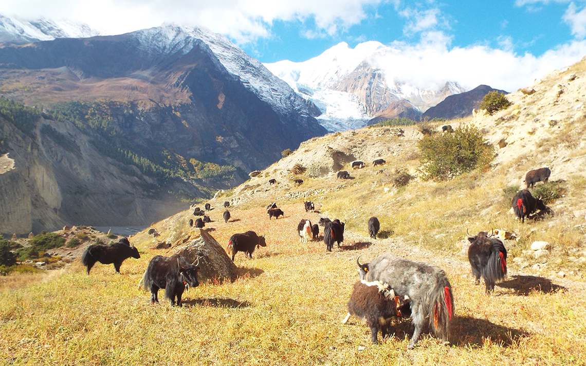 Gurung becomes millionaire thru yak farming