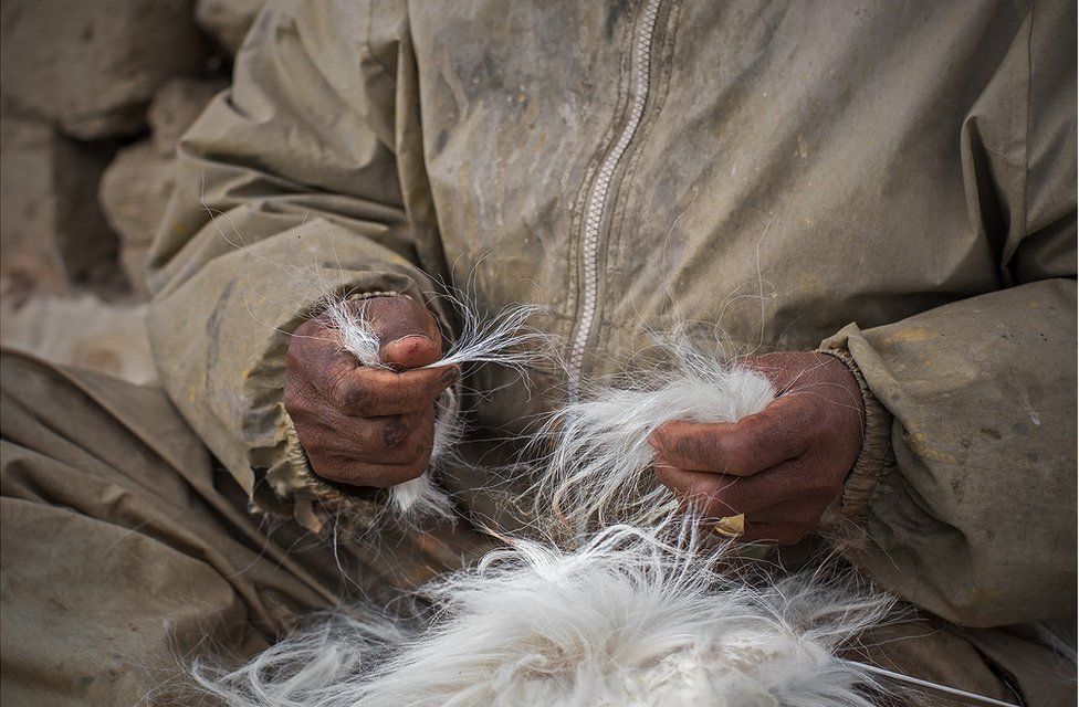Samples of Himalayan goat wool being collected in Mustang for quality test