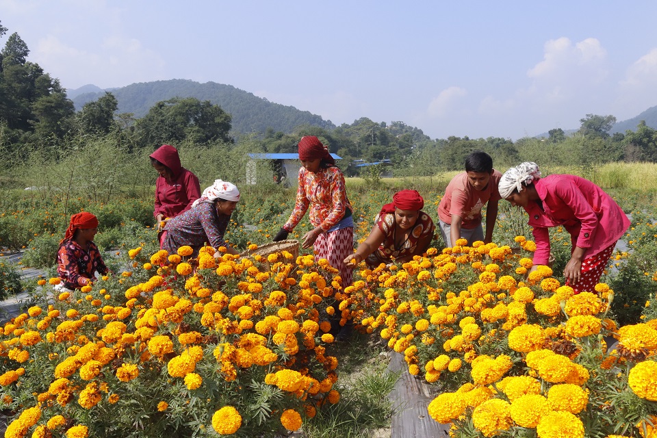 IN PICS: Marigold blooms for Tihar in Tanahu